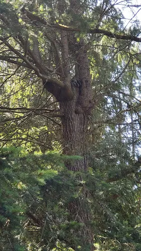 Pet boarding service Dan's Cat in a Tree Rescue Everett