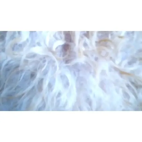 Dog Grooming Must Love Paws mobile dog grooming Mission Viejo