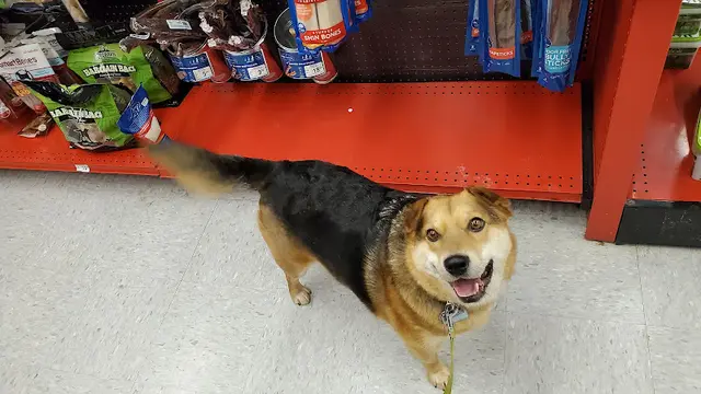 Rescue & Shelter Petco Anchorage