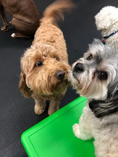 Dog day care center The Good Life Dog Daycare & Boarding Santa Clara