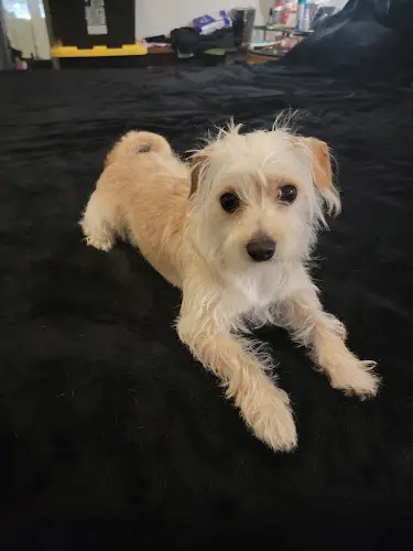 Dog Grooming Verdugo Pet Grooming Burbank