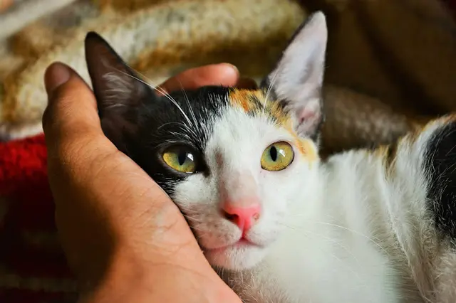 Dog day care center Feline Fine Cat Clinic Bend