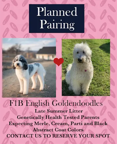 Dog day care center Dandy Doodles Sacramento