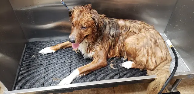 Dog Grooming Reber Ranch Kent