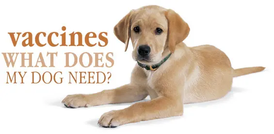 Pet vet Animal Hospital & Dental Clinic Fresno