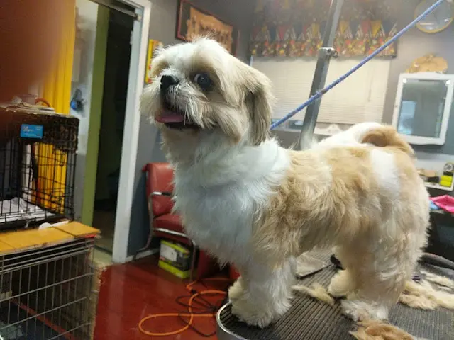 Dog breeder Grooming Works Sunnyvale
