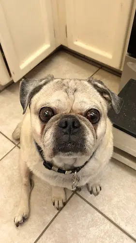 Pet vet Companion Animal Medical Center Visalia