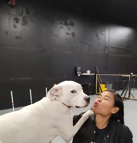 Dog trainer Ales and Tails Kirkland