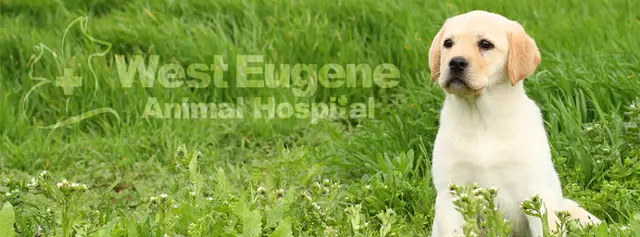 Pet vet West Eugene Animal Hospital Eugene