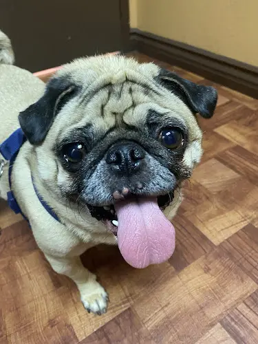 Pet vet Mercy Animal Medical Center Carson