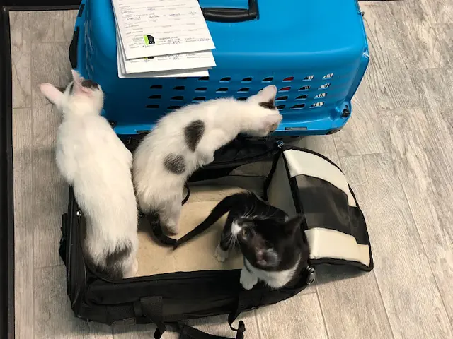 Pet vet Whiskers To Tails Cat Hospital Pasadena