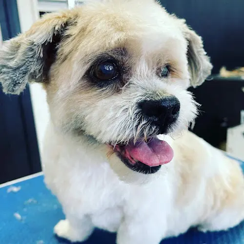 Pet boarding service Gateway Pet Grooming Mission Viejo