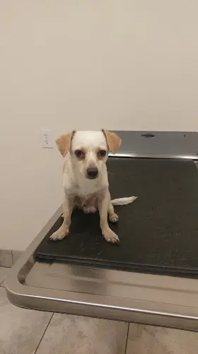 Dog day care center Stockton Veterinary Specialty Center & Pet Hotel Stockton