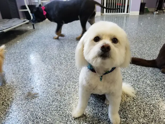 Pet boarding service Taj Mapaw Dog Spa Anaheim