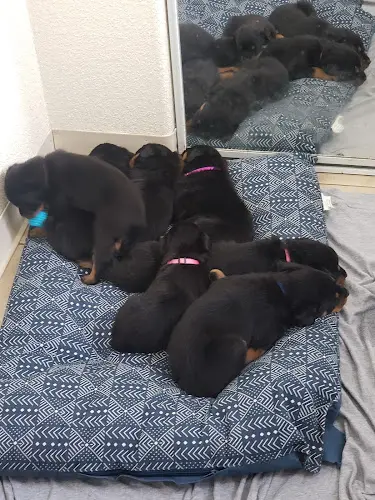 Dog breeder Rottweilers Alaska Anchorage