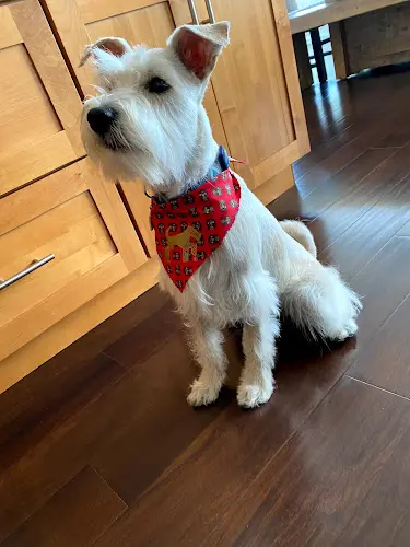 Pet boarding service Leading the Pack Oakland