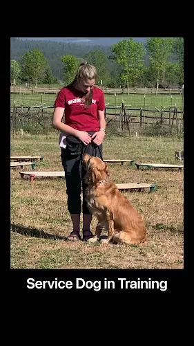 Dog day care center Pawsitive Canine Academy Spokane