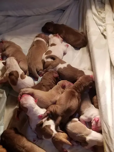 Rescue & Shelter Colima Animal Hospital West Covina