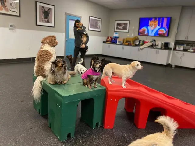Dog day care center Canine Connection Chico