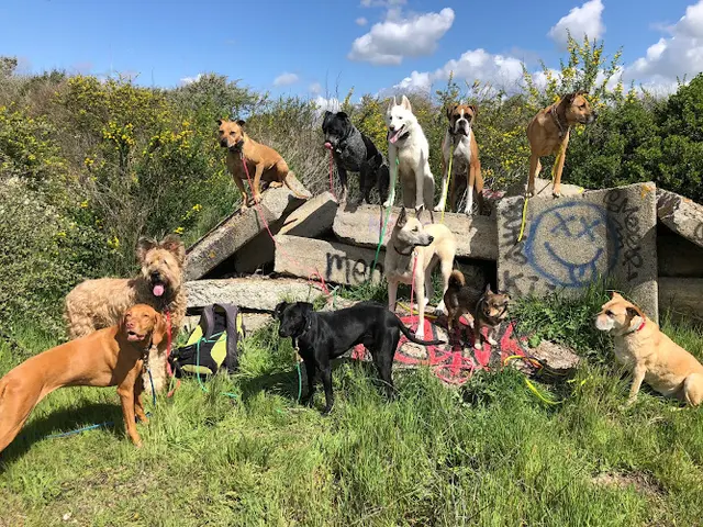 Dog trainer The Balanced K9 Oakland