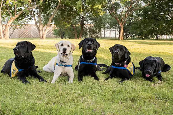 Dog day care center Canine Companions Headquarters and Northwest Training Center Santa Rosa