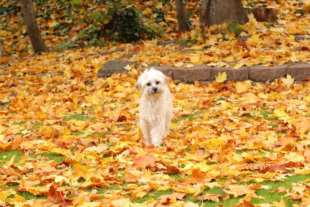 Pet vet Good Neighbor Vet Portland