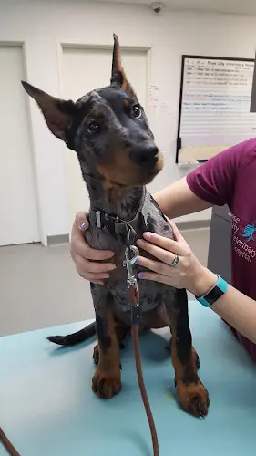 Pet vet Rose City Veterinary Hospital Pasadena