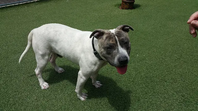 Dog breeder San Diego Humane Society's Oceanside Campus (Dogs) Oceanside