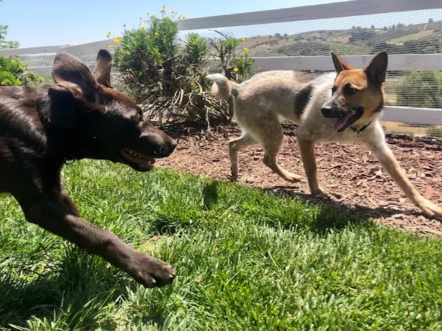 Dog trainer Crank's Custom Canines Corona