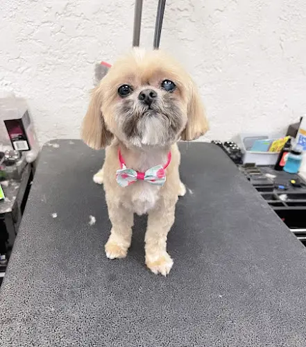 Dog Grooming El Camino Pet Grooming Orange