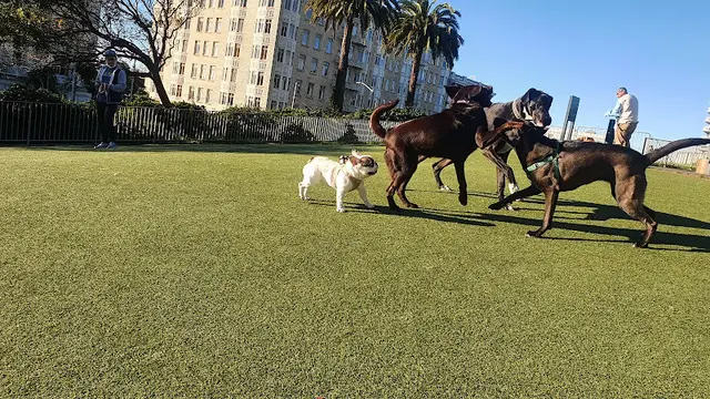 Dog Park Lafayette Park Dog Play Area San Francisco