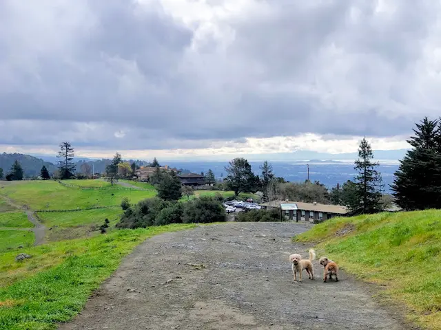 Dog Park Dunn Trail Oakland