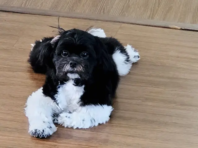 Pet vet Petra Pet Clinic Fullerton