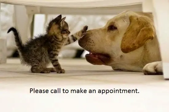 Pet vet South Bay Veterinary Care ( Veterinary Hospital ) Carson