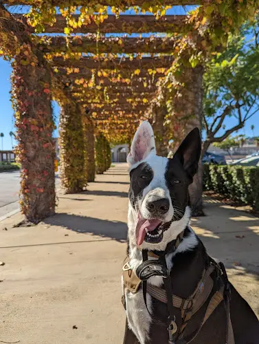Rescue & Shelter VCA Animal Specialty Group Glendale