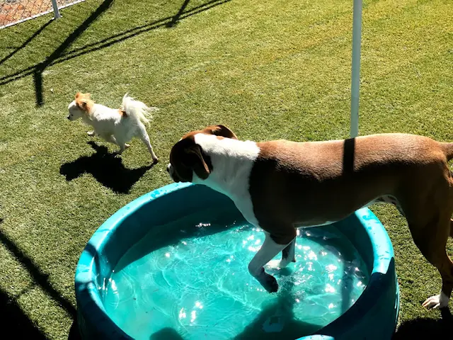 Dog day care center Farrington Kennels Vallejo