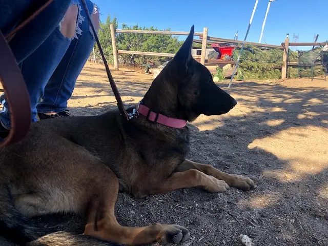 Dog day care center Best Friend Canine Camp Victorville