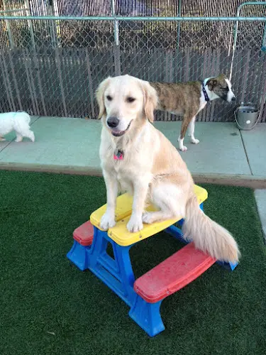 Dog Park Wacky Wags Chico
