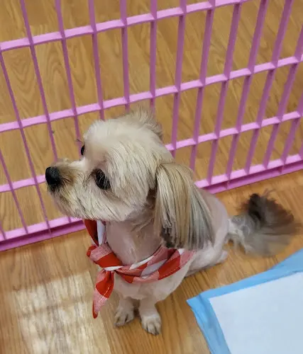 Dog breeder Puppy Village Federal Way
