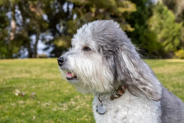 Pet boarding service La Costa Animal Hospital Carlsbad