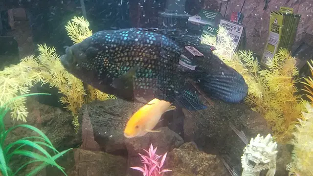 Rescue & Shelter Fish Frenzy Temecula
