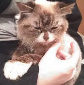 Pet vet California Veterinary Specialist: Proulx David DVM Oceanside