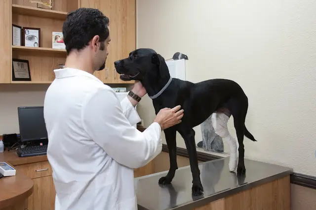 Pet vet Imperial Highway Animal Clinic Fullerton