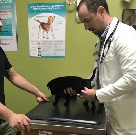 Pet vet PET DEPOT Veterinary Group Pomona