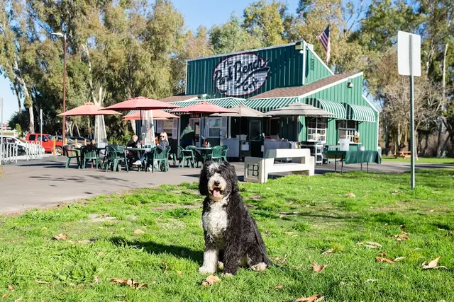 Dog Park Park Bench Cafe Huntington Beach