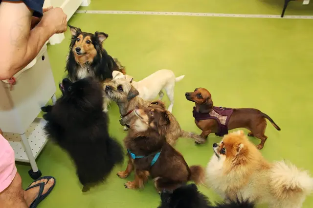 Pet vet Mr. Muggles' Dogs San Francisco