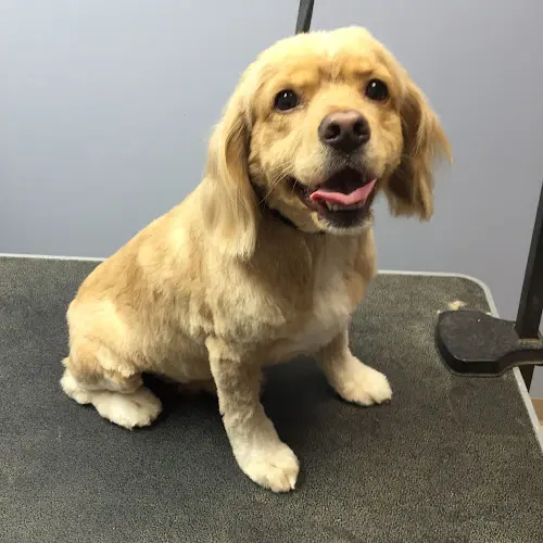 Dog Grooming Darling Dog Grooming Bellevue