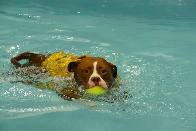 Dog Grooming Alaska K9 Aquatics Anchorage