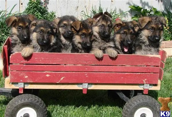 Dog breeder Von Allen Haus German Shepherds Victorville