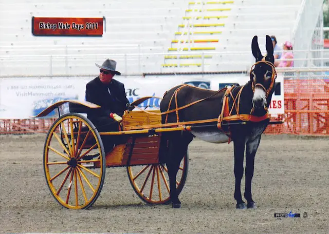 Pet boarding service Braymoore Stables Hesperia